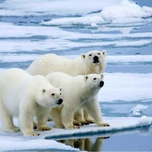 WILDLIFE CONSERVATION DONORS!!!